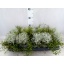 product/img.floraplaza.nl/11375-12-LIVE_fotos-0xF8CE468B9EBF60D99F0EA5062DB351907DF494A9.jpg