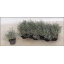 product/img.floraplaza.nl/11375-510-LIVE_fotos-0xEB4DC7E9C4D54A5FF2C5C40007E2AE8357DDB41A.jpg