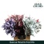 product/img.floraplaza.nl/11383-60-LIVE_fotos-0xEB89E3147C51C71D2572A4C6A6BC98211AE9D866.jpg