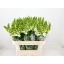 product/img.floraplaza.nl/113879-80-LIVE_fotos-0xF6C88BDB556FF1572A1FB7C60D3A46A4C13F4626.jpg