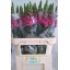 product/img.floraplaza.nl/113941-80-LIVE_fotos-0xBA757C7649BE4365FB6E50762B20B449612EC7A3.jpg