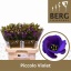 product/img.floraplaza.nl/114033-72-LIVE_fotos-0xF30F09F0B554BC171772AB0643D8D0E36C96B669.jpg