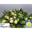 product/img.floraplaza.nl/114094-55-LIVE_fotos-0xB0BEECCF5FA517EFC54B7CF98A7A87DF2F3D98C2.jpg