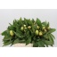 product/img.floraplaza.nl/114094-55-LIVE_fotos-0xDD9AB7B3131DC4048D85FAD5F64C670BA863CA22.jpg