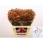 product/img.floraplaza.nl/114120-60-LIVE_fotos-0xB8268C985140FBF5637933EA773E355EC81FDA54.jpg