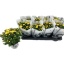 product/img.floraplaza.nl/114132-14-LIVE_fotos-0x45CCF85F2BFE11FE067B72B1A8199433D604F324.jpg