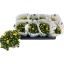 product/img.floraplaza.nl/114132-14-LIVE_fotos-0x632E687CC48D7ED47E6AF00BCD2A5DBEBB90174A.jpg