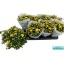product/img.floraplaza.nl/114132-14-LIVE_fotos-0xD5887C3DA9E6470AA65941E5A11C2CD31C9ABA27.jpg