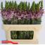 product/img.floraplaza.nl/114143-75-LIVE_fotos-0x27F70A8659D6C93BE79D2B5B88418F91AF4C7A83.jpg