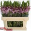 product/img.floraplaza.nl/114143-75-LIVE_fotos-0x7C255691327AA31C2B1AA55ED6701FD0F1DBA900.jpg