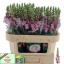 product/img.floraplaza.nl/114143-75-LIVE_fotos-0xBD79D5AD589955927DDAF7B76937A7E17F647187.jpg
