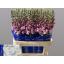 product/img.floraplaza.nl/114143-75-LIVE_fotos-0xE3CB7C5D715132CF8A5E8FA0E71EF776705DE253.jpg