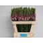 product/img.floraplaza.nl/114143-75-LIVE_fotos-0xF23E9A654467C802BDBBE3166AA7409230FBA707.jpg