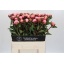 product/img.floraplaza.nl/114159-60-LIVE_fotos-0xB65B4B43281077E5C0A3C39186800A9500A36EBC.jpg