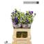product/img.floraplaza.nl/114185-60-LIVE_fotos-0x638FB30E6C7F0F3AC7B970346E63FEA86D49DC49.jpg