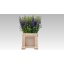 product/img.floraplaza.nl/114185-60-LIVE_fotos-0xED8E49A966B921E2082BC6C65A87BDA61720EAE7.jpg