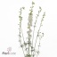 product/img.floraplaza.nl/114186-90-ART_Fotos-VBN-vbn114186.jpg