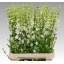 product/img.floraplaza.nl/114186-90-LIVE_fotos-0x2774B99FC6FBDA59100F7B477295F0AC90C9C9F5.jpg