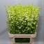 product/img.floraplaza.nl/114186-90-LIVE_fotos-0x7C1EEA5D89B896AC48B17FE8EA5800EA02476EAB.jpg