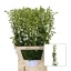 product/img.floraplaza.nl/114186-90-LIVE_fotos-0xDB454CEC64367D9AEC3D6ABD8FA078DE39078AE2.jpg