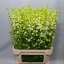 product/img.floraplaza.nl/114186-90-LIVE_fotos-0xF9521ABABBAA7F5178CCA76BB2E50DA5F440CE19.jpg