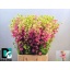 product/img.floraplaza.nl/114187-80-LIVE_fotos-0xCB9C6A3E8CDEDD73DBC48AA75C343A52606EF144.jpg