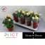 product/img.floraplaza.nl/114195-14-LIVE_fotos-0x32466C1A1D8C0A4FE2A71CD87F83EF4BE6B95872.jpg