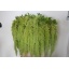 product/img.floraplaza.nl/114224-75-ASSORTI_fotos-MVA-Amaranthus Green spider.jpg