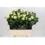 product/img.floraplaza.nl/114227-60-LIVE_fotos-0xB46A53250DE2F333AAE599F6B9299B846D1760C4.jpg