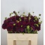 product/img.floraplaza.nl/114240-50-LIVE_fotos-0x0B5660C356E703ED6DE48666AC1966B4A378C009.jpg