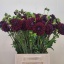 product/img.floraplaza.nl/114240-50-LIVE_fotos-0xFF44EF4C7D53E32FACFF3AFDB5EE0821C9E86437.jpg