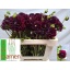 product/img.floraplaza.nl/114240-55-LIVE_fotos-0xF84629833F9D768A3EE7B927B7ACA0D58A644C8F.jpg