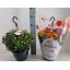 product/img.floraplaza.nl/114248-23-LIVE_fotos-0xA7CD4728660B29DC5808220FBC44BDAAD8E31B4A.jpg