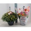 product/img.floraplaza.nl/114248-23-LIVE_fotos-0xB1F3BBE5F9256503B934CF289C448EB3AA64DAF7.jpg