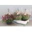 product/img.floraplaza.nl/114248-23-LIVE_fotos-0xF28D14CAFE88B8E280DB0AF7212CED2CCDC9D569.jpg