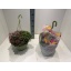 product/img.floraplaza.nl/114248-25-LIVE_fotos-0xFB8C5DE94F237620508449FE881EC0F4EEE3A23F.jpg