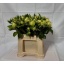 product/img.floraplaza.nl/114289-50-LIVE_fotos-0xBA2D73CE75684E07C807FF8091E1F20107BBADA2.jpg