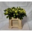 product/img.floraplaza.nl/114289-50-LIVE_fotos-0xBF3CF7F07C59C40B9115EE7FF6BD0B38282582CB.jpg