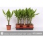 product/img.floraplaza.nl/114304-11-LIVE_fotos-0xEFF350F60D8F42F0864995F1E4B1DB7EA5ECACE5.jpg
