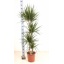 product/img.floraplaza.nl/114310-27-LIVE_fotos-0x16435D2334B322C44FE8D57A0C4A7848DADE11AB.jpg