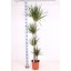 product/img.floraplaza.nl/114310-27-LIVE_fotos-0x3D2B09CBC1B1F151EB0E03747A27B9154CF0FB35.jpg