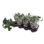 product/img.floraplaza.nl/114320-12-LIVE_fotos-0x70AAA8CF6A705E59F34BD410E1E625C97E37706F.jpg