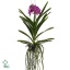 product/img.floraplaza.nl/114321-14-ART_Fotos-VBN-vbn114321.jpg