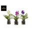 product/img.floraplaza.nl/114321-14-LIVE_fotos-0xA308233E66D7A94CB24FD87C1C6785C1C3CE5D90.jpg
