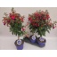 product/img.floraplaza.nl/114336-19-LIVE_fotos-0x4E9AC2CBFF9B22CF4D418C0B5C291CC533BD2266.jpg