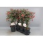 product/img.floraplaza.nl/114336-19-LIVE_fotos-0xD8ABB89098F3EE15173CBFECEAC7C6E9190BA9D5.jpg
