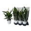 product/img.floraplaza.nl/114380-17-LIVE_fotos-0xA856A5165F2B4161B18F2F042CD98AFDC29EF5EC.jpg