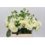product/img.floraplaza.nl/114422-55-ASSORTI_fotos-MVA-Dahlia Polar Ice.jpg