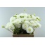 product/img.floraplaza.nl/114422-55-LIVE_fotos-0x2CE2FCE72388A1F88F0BBEADB2F7F0FF9330E205.jpg