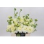 product/img.floraplaza.nl/114422-55-LIVE_fotos-0x4F418624D1C2107E3AEA1B63E46FF1A795C177C6.jpg